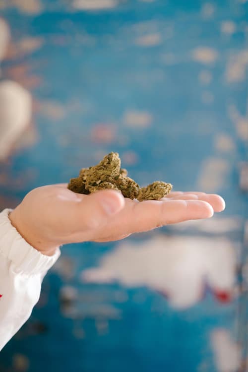 Hand Holding Cannabis Bud Close-up of a hand holding a cannabis bud with a blue blurred background